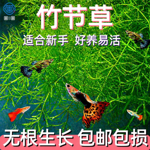 新手入门竹节草耐活淡水草缸鱼缸好养耐活易爆缸净化水质观赏水草