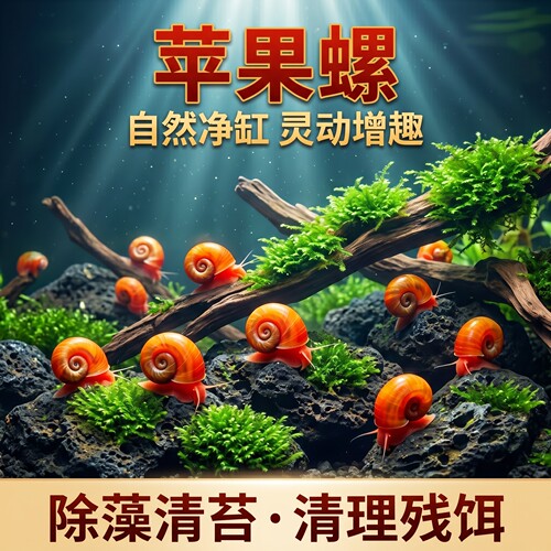 苹果螺鱼缸除藻螺迷你观赏螺蜗牛喂龟工具螺水草缸清理残食清洁螺