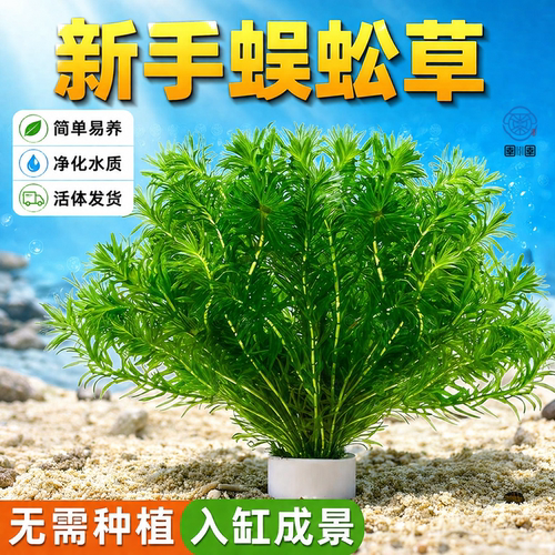 蜈蚣草水草植物养龟鱼缸造景鱼草缸净水绿植新手养鱼绿菊后景草