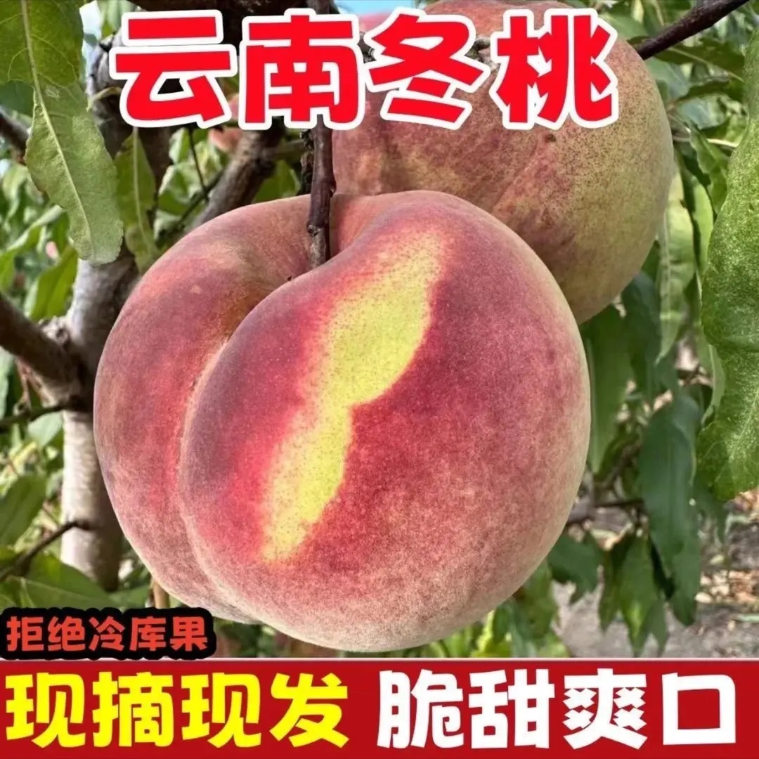 【25年最后一批】云南大理冬桃毛蜜桃脆甜新鲜水果现摘桃香浓郁/b