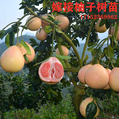 正宗香橼树苗 香泡树苗别墅庭院绿化文旦苗赖橼苗 香圆树种