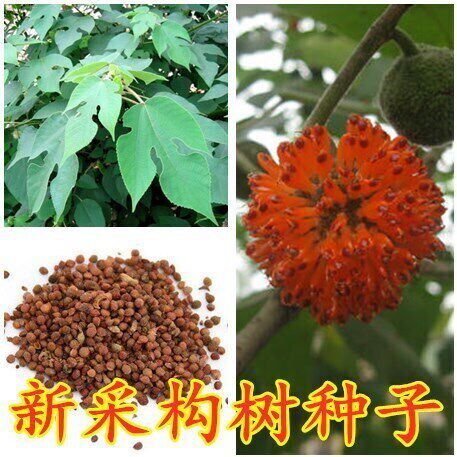 构树种子 构树树苗种子 构树苗种子 优质构树种子 林木种子