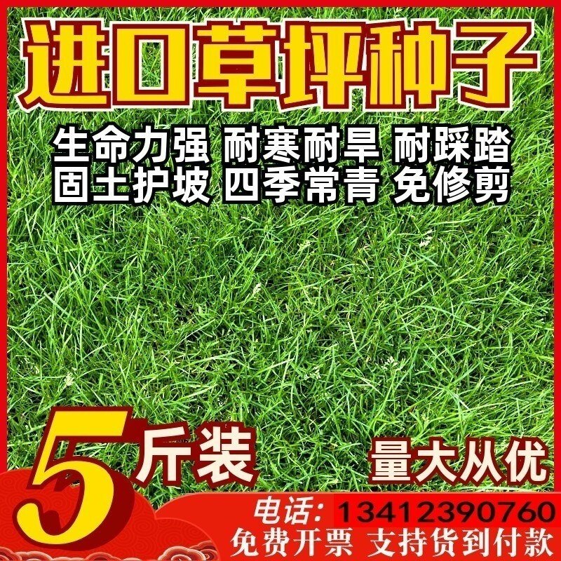 草坪草籽四季常青免修护坡固土高羊茅马尼拉黑麦草皮种子庭院绿化