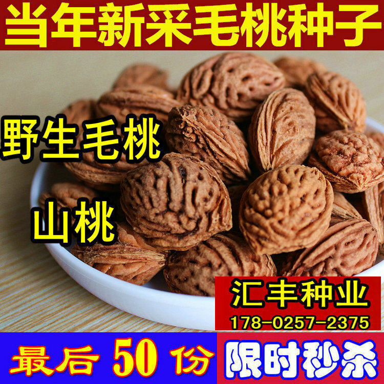 野生毛桃种子 毛桃核 桃树种 桃胡 山毛桃 嫁接山桃籽
