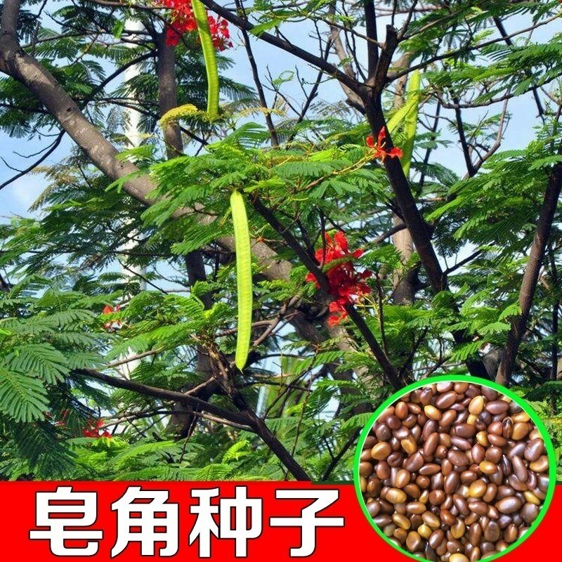 大皂角树种子 大皂角籽 长刺大皂角种子 中小皂角荚树籽林木