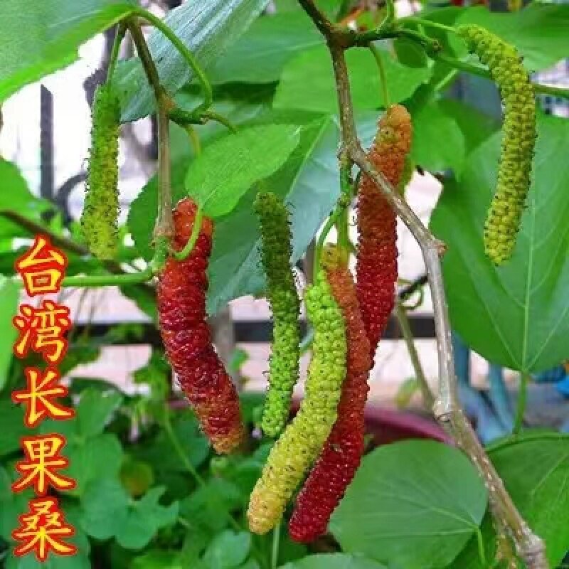 桑葚树苗当年结果南北方种植嫁接无籽大十果桑苗台湾四季长果盆栽