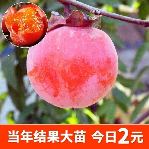 柿子苗树嫁接果树脆甜柿火晶柿盆栽地栽南北方庭院田园种植结果苗