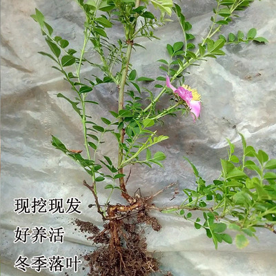刺梨水果树果苗贵州金刺梨苗果树