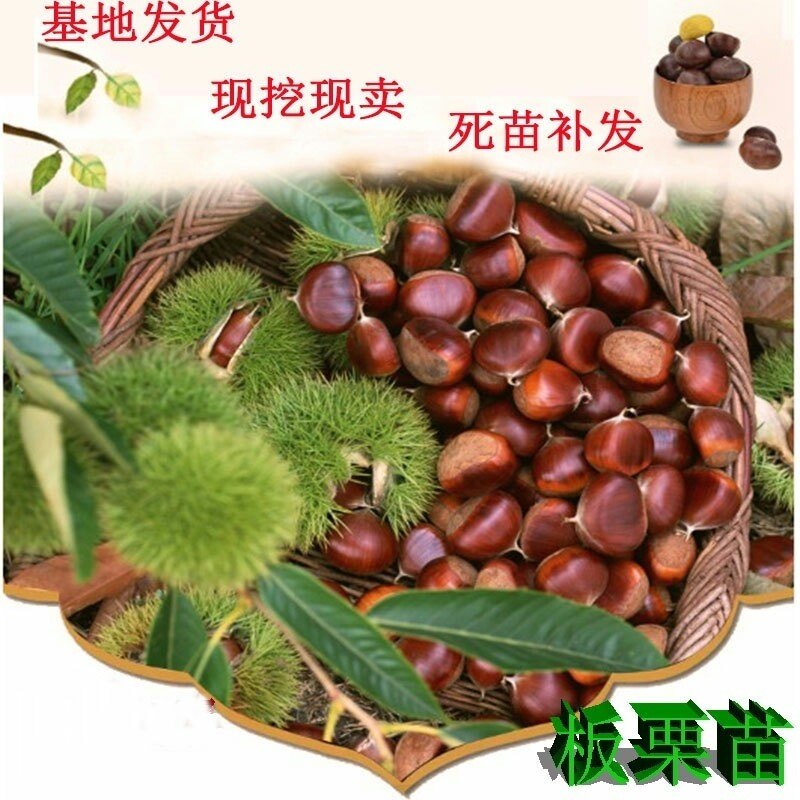 板栗苗云南板粟树苗嫁接板栗苗风粟毛粟子树苗粉栗果树苗板粟树苗