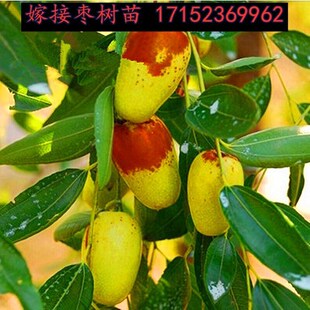 地栽特大和田枣枣树活苗南方种植果苗一元试种水果苗树苗盆栽嫁