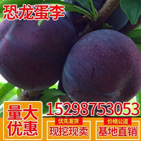 美国恐龙蛋 红心李子树苗 血丝李新品种嫁接苗美国杏李苗当年结果