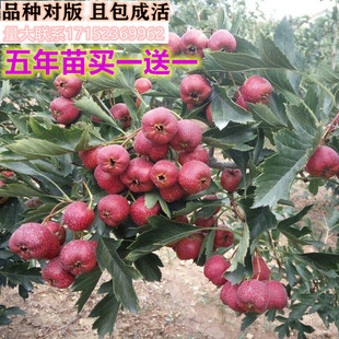 嫁接山楂苗一元试种果树苗盆栽山楂结果树苗重庆南北方新品种果苗