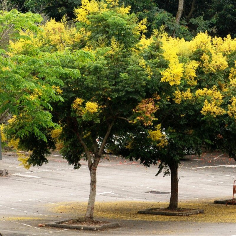 黄山栾树苗南北方种植园林工程绿化栾树苗北京栾行道树庭院栾树