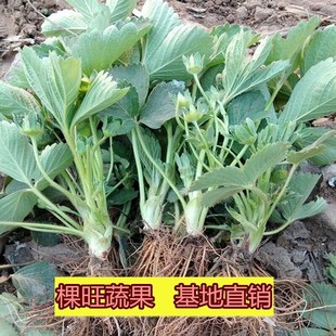 当年结果各种嘉宝花卉地栽开花盘栽试种沾化水果苗香水草莓苗