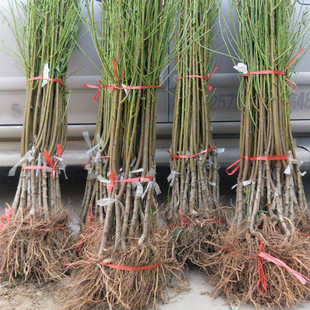 大黄桃苗锦绣黄桃树果苗八月桃苗矮桃苗盆栽庭院果树果苗南北种植