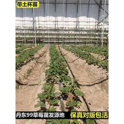 丹东99草莓苗辽宁东港九九红颜四