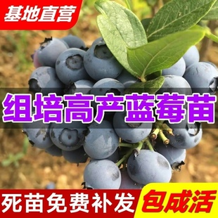 蓝莓树果苗新品种地栽盆栽蓝莓苗蓝梅水果苗南方北方种植当年结果