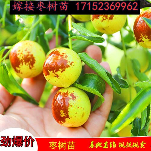 地栽特大和田枣枣树活苗南方种植