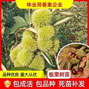 板栗苗树嫁接南方北方种植地栽当年结果大红袍特大板栗树果树果苗
