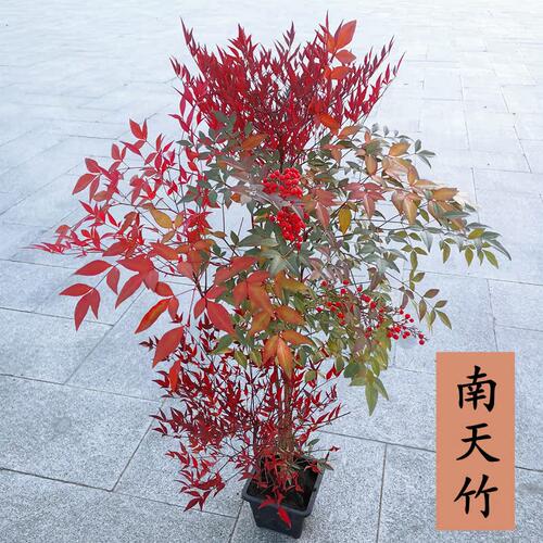 南天竹盆栽红叶天竺大花树苗水培