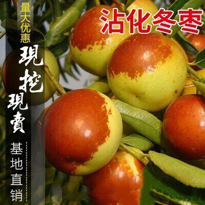 枣树活苗沾化冬枣嫁接特大甜早脆王枣子树苗南方北方种植当年结果