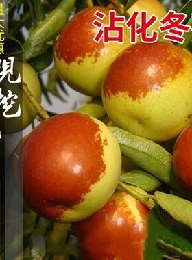 枣树活苗沾化冬枣嫁接特大甜早脆王枣子树苗南方北方种植当年结果