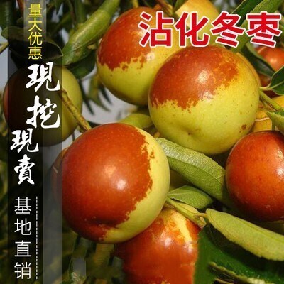 枣树活苗沾化冬枣嫁接特大甜早脆王枣子树苗南方北方种植当年结果