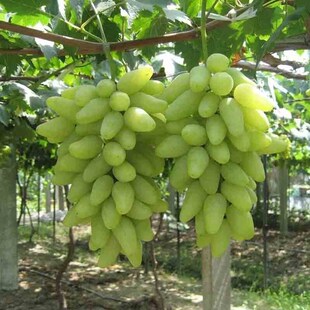 金手指葡萄树苖葡萄苗爬藤特大树苗大苗当年结果盆栽地栽果树果苗