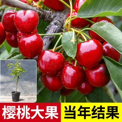 车厘子树苗特大樱桃树苗盆栽矮化