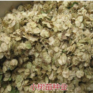 白榆种子家榆树种子 榔榆种子花木种子金叶榆树林木树苗种子