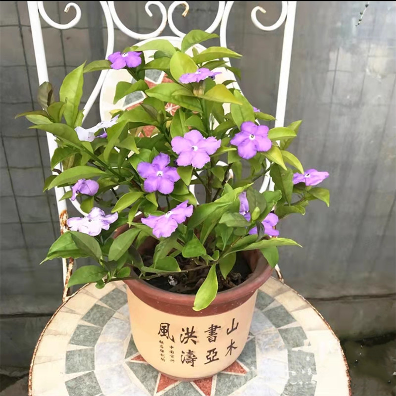双色茉莉花盆栽多年生清香木本花卉庭院阳台耐热好养四季开花包邮
