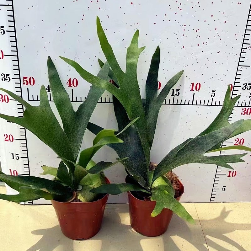 包邮二歧鹿角蕨蕨类室内绿植观赏植物耐阴好养壁挂室内客厅装饰