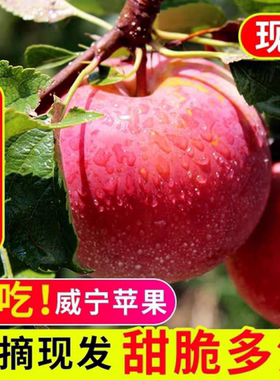 顺丰威宁杨华苹果冰糖心当季新鲜水果正宗贵州丑苹果新鲜脆甜多汁