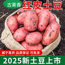 红皮黄心贵州威宁红皮土豆黄心洋芋蔬菜农家现挖马铃薯高山土豆