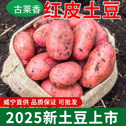贵州威宁红皮土豆黄心洋芋