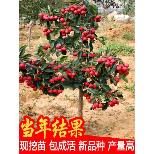 大山楂树果苗嫁接甜红子当年结果