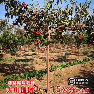 特大山楂树活苗山里红甜红子山楂树果苗耐寒盆栽地栽种植庭院果树