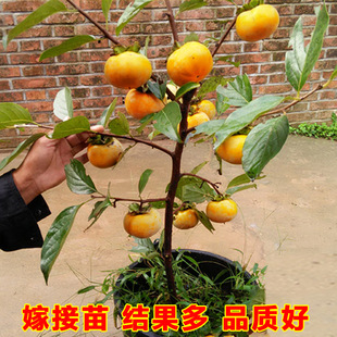 柿子树果苗脆甜水果火晶软柿子南方北方特大庭院果树嫁接柿子苗树
