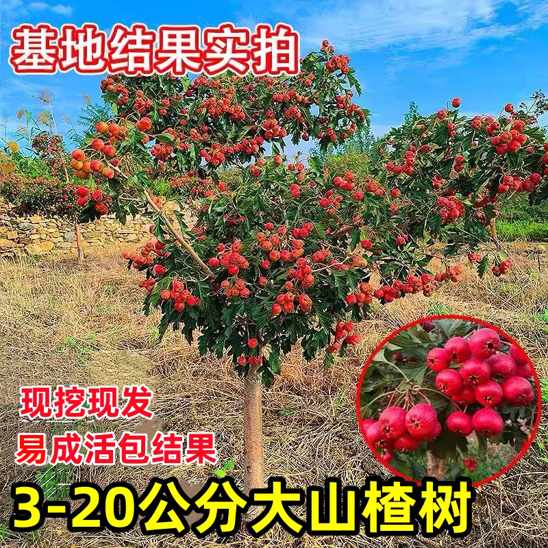 山楂树山楂树苗土球带果