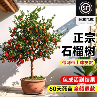 石榴树苗突尼斯软籽带土当年结果