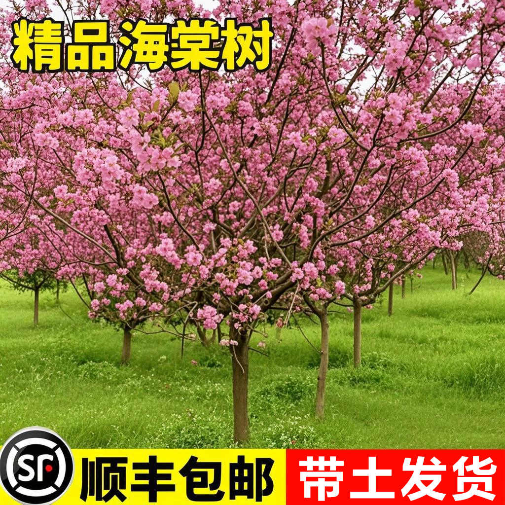 四季海棠花树苗盆栽绚丽西府海棠花庭院阳台耐寒花卉植物垂丝海棠