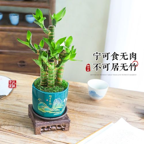 富贵竹盆栽室内客厅桌面招财绿植花卉植物中式禅意四季常青好养活
