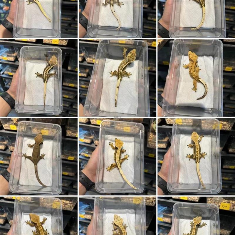 瘤尾守宫睫角蜥蜴豹纹肥尾幼体活体活物温顺不咬人巨人盖勾亚宠物