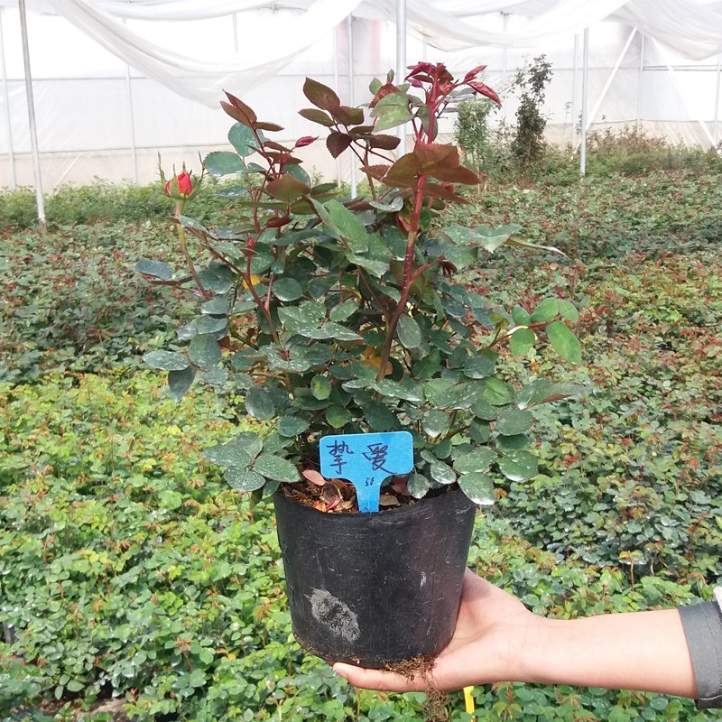 月季花苗果汁阳台开花大花浓香玫瑰室内阳台绿植四季盆栽花卉植物