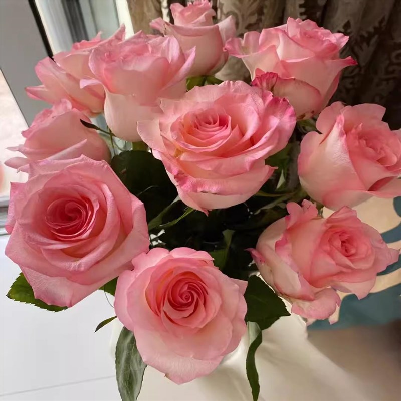 林荫大道月季花苗开花玫瑰四季盆栽花卉爬藤植物藤本蔷薇树苗绿植