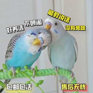 特色金彩大头虎皮鹦鹉活鸟手养亲人幼崽小鸟宠物雏鸟好养活会说话