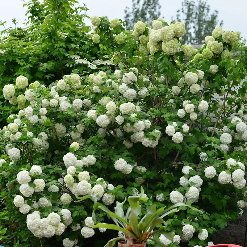 中华木绣球欧洲木绣球盆栽苗阳台庭院树花苗耐热好养早春栎叶绣球