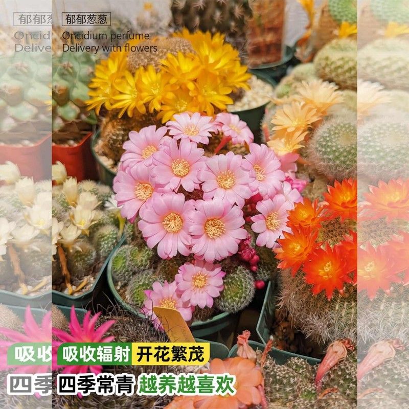 绯花玉仙人球带花苞品种绿植多肉办公桌盆栽室内绯花玉玉翁组合图片