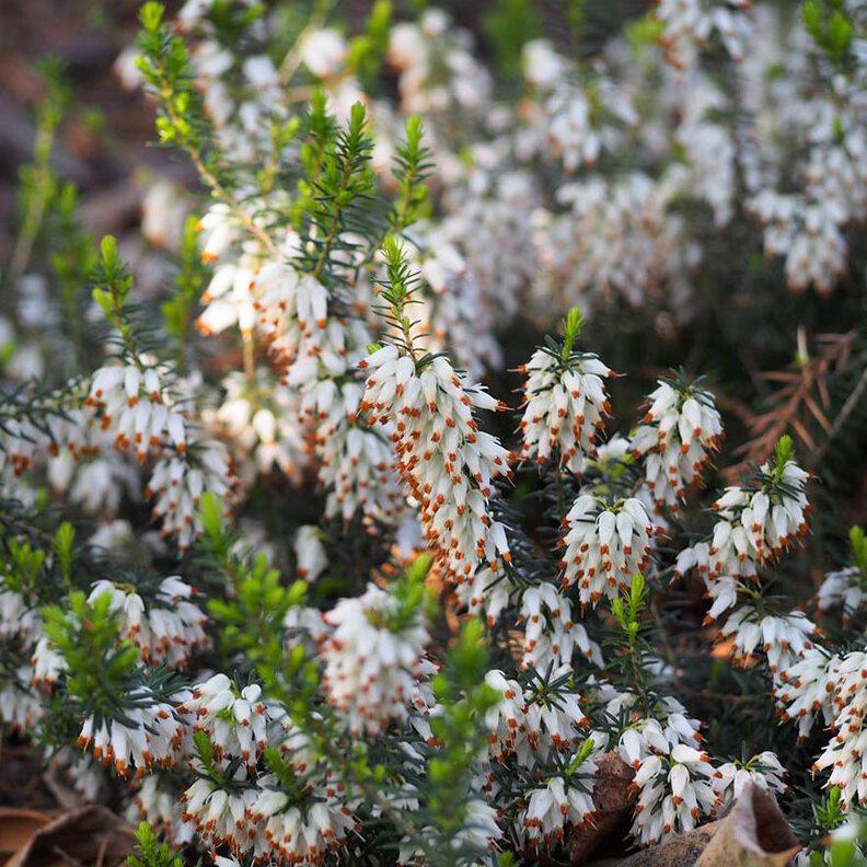 腾飞园艺 进口欧石楠耐寒四季常青庭院灌木花卉盆栽多年生北欧风