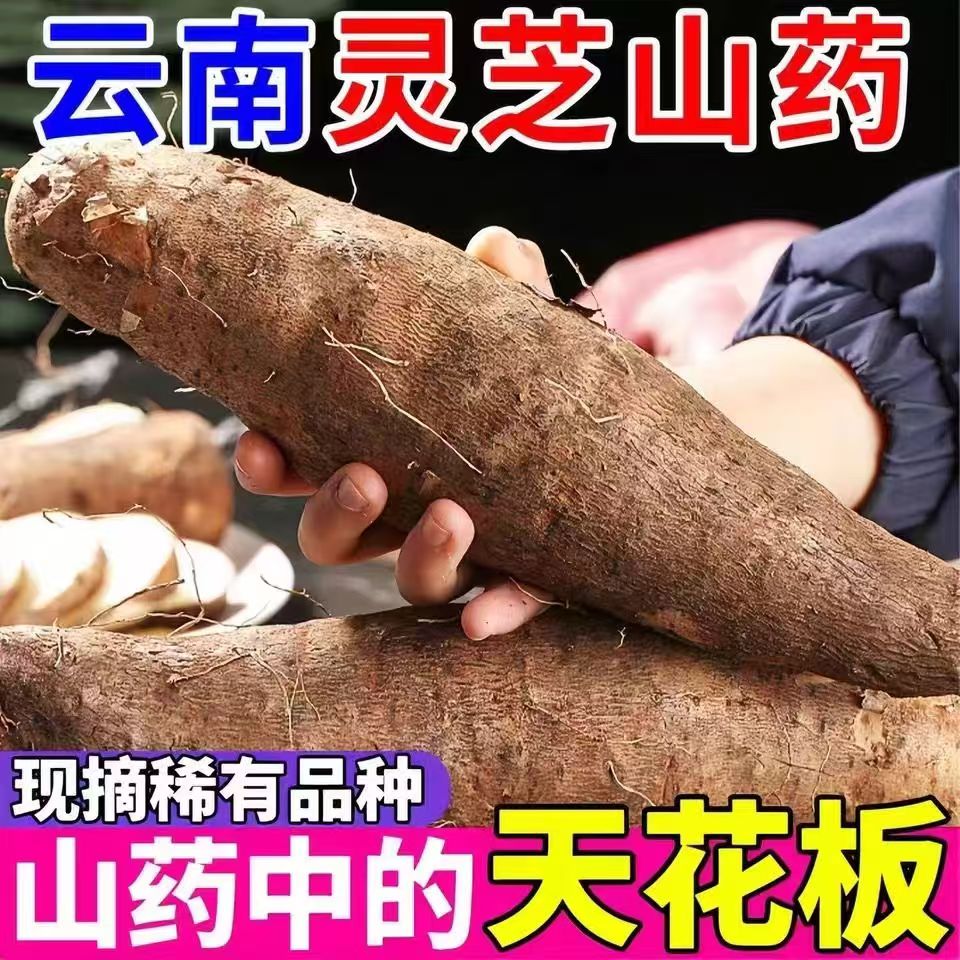 云南新鲜灵芝糯米山药